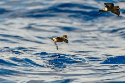 Cape Hateras Pelagic 7-25-14 1093-174.JPG