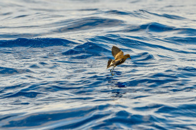 Cape Hateras Pelagic 7-25-14 1097-175.JPG