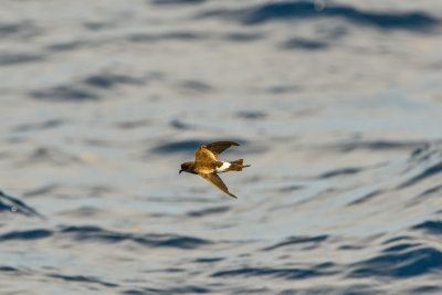 Cape Hateras Pelagic 7-25-14 1229-181.JPG