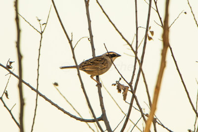 Granger Area 1-16-15 0126-19.JPG