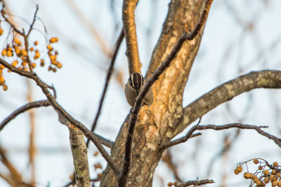 Granger Area 1-16-15 0141-24.JPG
