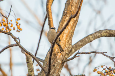 Granger Area 1-16-15 0147-26.JPG
