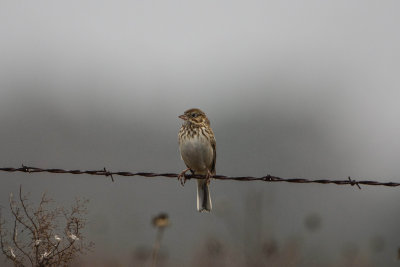 Attwater NWR 12-7-14 2450-098.JPG