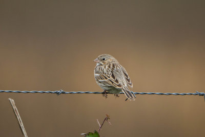 Attwater NWR 12-7-14 2596-119.JPG