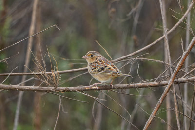 Attwater NWR 12-7-14 2597-120.JPG