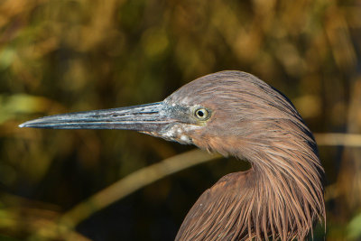 South Padre Island 11-26-14 1828-024.JPG