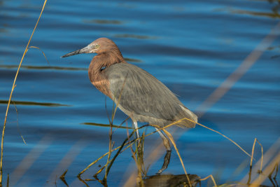 South Padre Island 11-26-14 1832-025.JPG