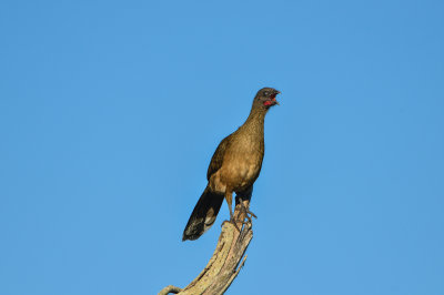 Laguna Atacosa NWR 11-27-14 2005-047.JPG