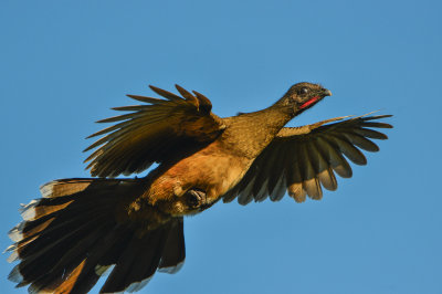 Laguna Atacosa NWR 11-27-14 2008-048.JPG