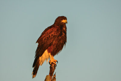 Laguna Atoscosa NWR 11-28-14 2210-070.JPG