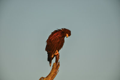 Laguna Atoscosa NWR 11-28-14 2236-072.JPG