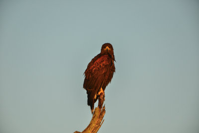 Laguna Atoscosa NWR 11-28-14 2240-073.JPG