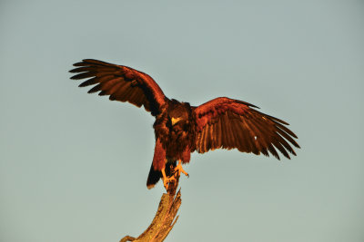 Laguna Atoscosa NWR 11-28-14 2252-074.JPG