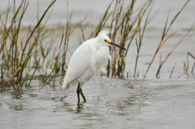Brazoria NWR 11-15-14 1624-002.JPG