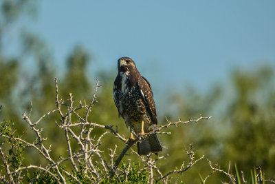 Laguna Atacosa NWR 11-27-14 2067-058.JPG