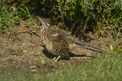 Laguna Atacosa NWR 11-27-14 2063-057.JPG