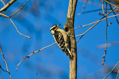 Mastadon SP 12-26-14 717-0305.JPG