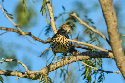 Laguna Atacosa NWR 11-27-14 1968-043.JPG