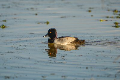 Estero Llano SP 11-27-14 2122-064.JPG