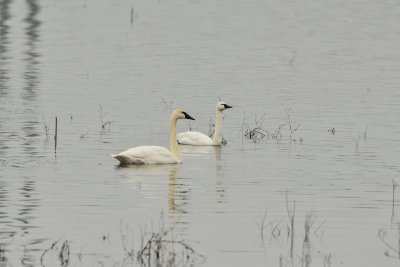 Riverlands NWR 12-23-14 527-0278.JPG