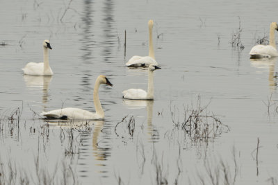 Riverlands NWR 12-23-14 533-0280.JPG