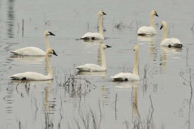Riverlands NWR 12-23-14 534-0281.JPG