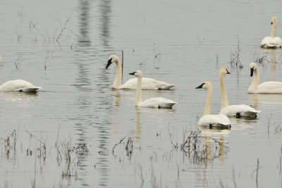 Riverlands NWR 12-23-14 539-0284.JPG