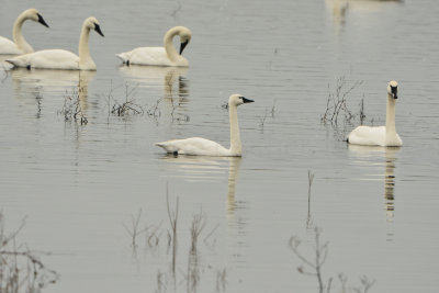 Riverlands NWR 12-23-14 556-0289.JPG