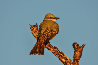 Laguna Atoscosa NWR 11-28-14 2274-078.JPG