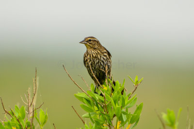 Brazoria NWR 3-22-14 0653-0039.jpg