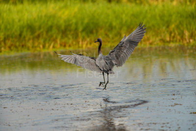 Brazoria NWR 8-24-14 0196-0016.JPG