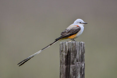 San Bernard NWR 3-21-14 0578-0034.jpg
