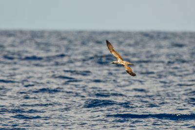 SPI Pelagic 9-20-14 0473-0025.jpg