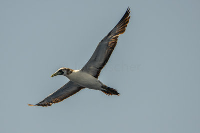 SPI Pelagic 9-20-14 0536-0027.jpg