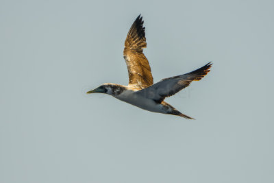 SPI Pelagic 9-20-14 0547-0028.jpg