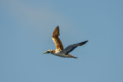 SPI Pelagic 9-20-14 0560-0029.jpg