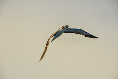 SPI Pelagic 9-20-14 0585-0031.jpg