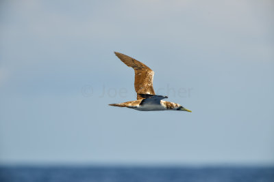 SPI Pelagic 9-20-14 0601-0033.jpg
