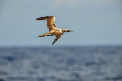 SPI Pelagic 9-20-14 0603-0034.jpg