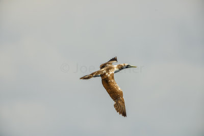 SPI Pelagic 9-20-14 0606-0035.jpg