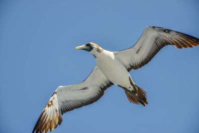 SPI Pelagic 9-20-14 0636-0036.jpg