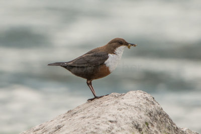 White-fronted Dipper