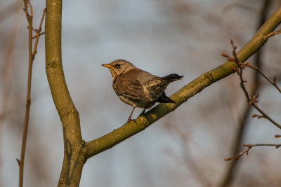 Stuttgart, Germany 3-19-15 0844-0424.jpg