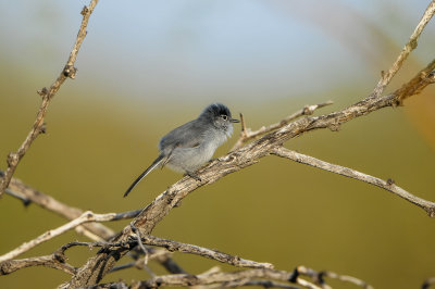 Big Bend NP 11-21-12 0400-0104.jpg