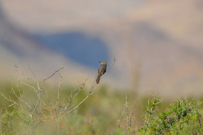 Big Bend NP 11-21-12 0353-0093.jpg