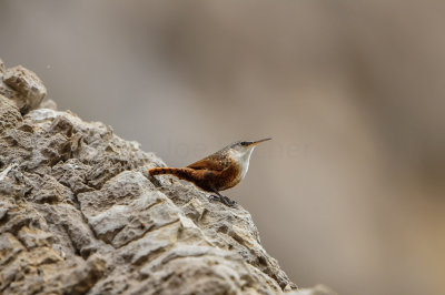 Big Bend NP 11-21-12 0454-0110.jpg