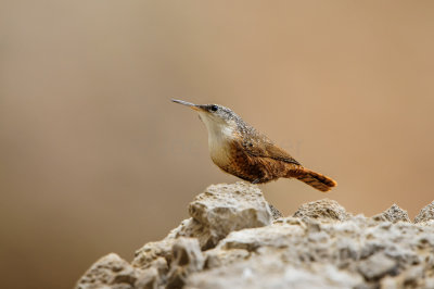 Big Bend NP 11-21-12 0472-0113.jpg