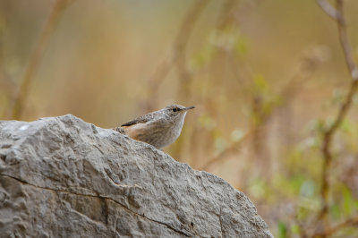 Big Bend NP 11-21-12 0489-0116.jpg