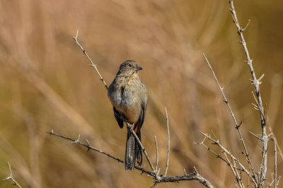 Big Bend NP 11-21-12 0411-0107.jpg