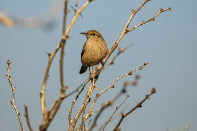 Big Bend NP 11-22-12 0669-0215.jpg